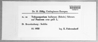 Moesziomyces bullatus image